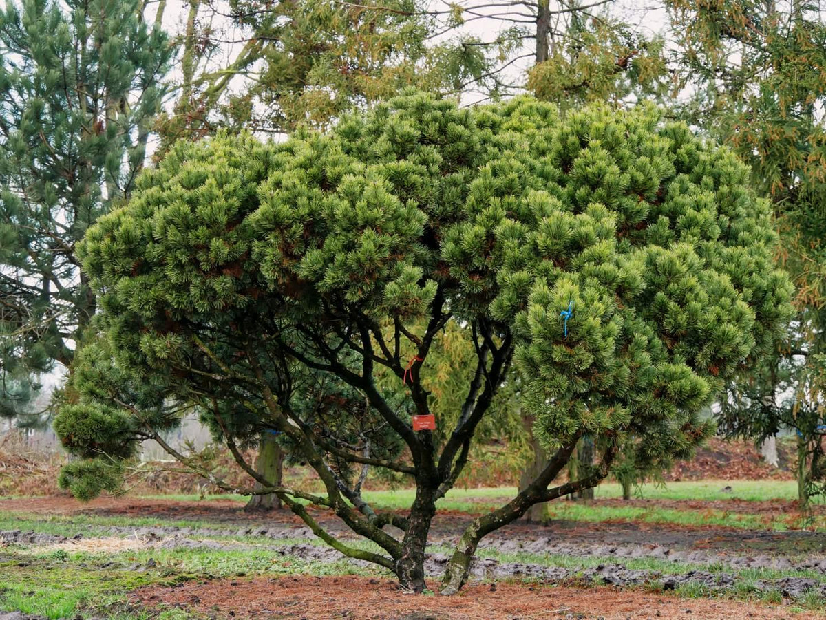Pinus Mugo - View 26 from www redcrocus com