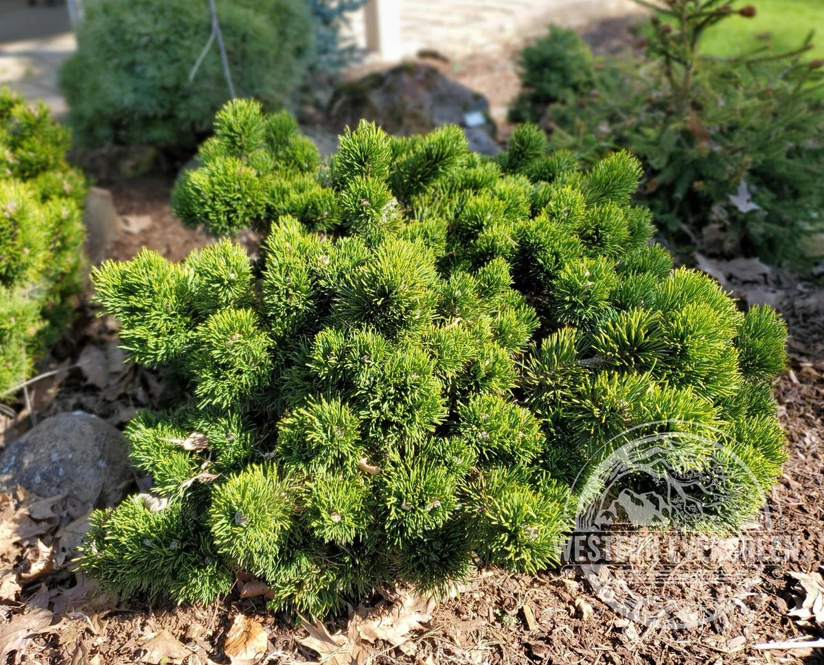 Pinus Mugo - View 27 from www redcrocus com