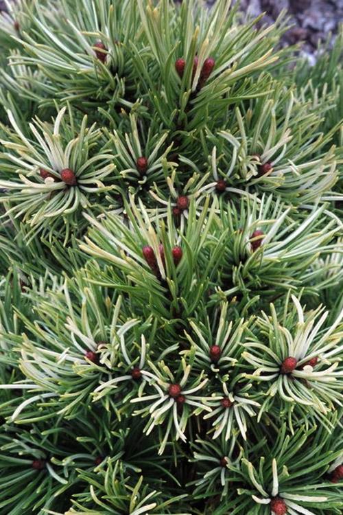 Pinus Mugo - View 28 from www redcrocus com