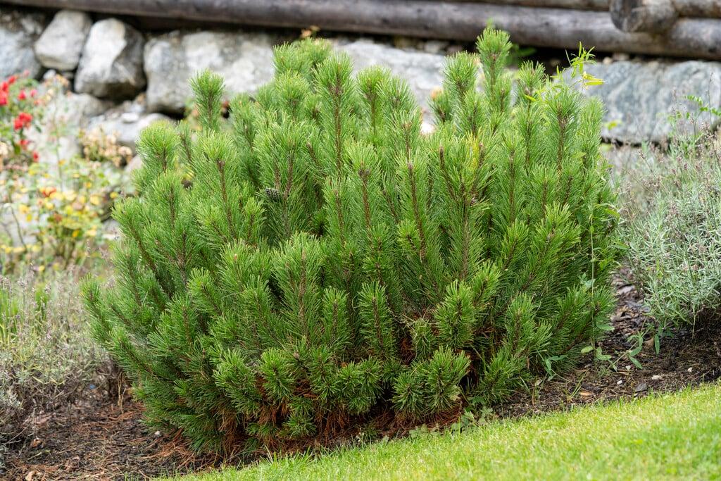 Pinus Mugo - View 2 from www redcrocus com