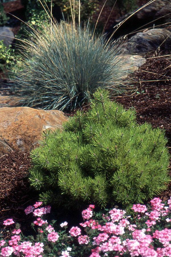 Pinus Mugo - View 32 from www redcrocus com