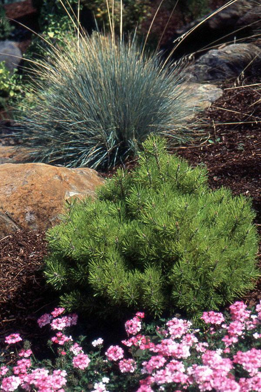 Pinus Mugo - View 32 from www redcrocus com