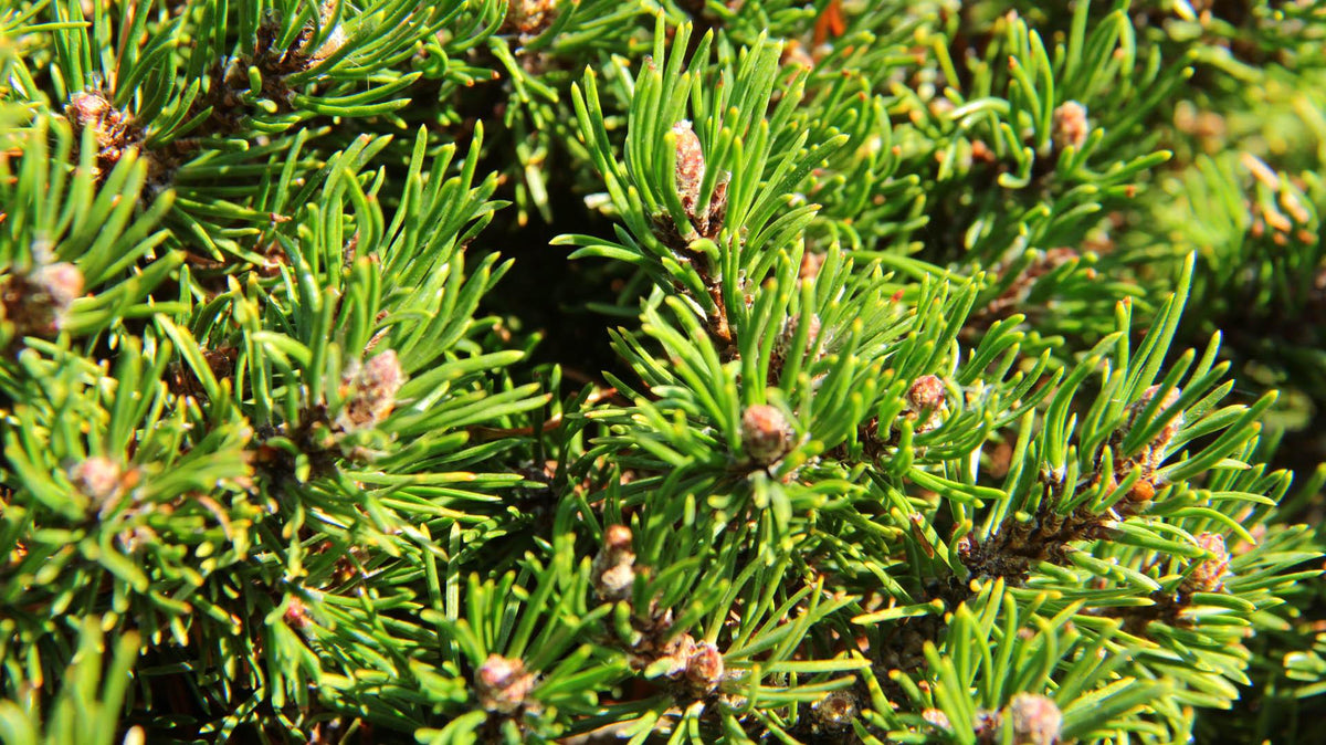 Pinus Mugo - View 33 from www redcrocus com