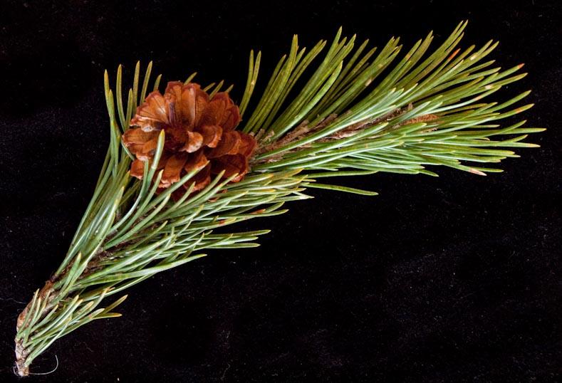 Pinus Mugo - View 35 from www redcrocus com