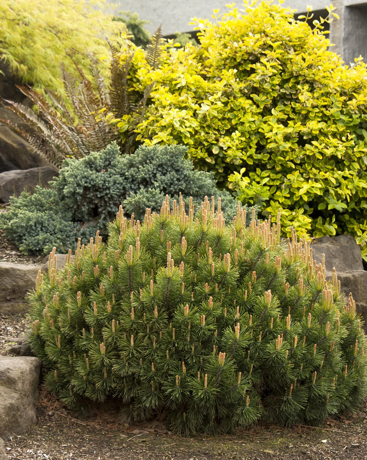 Pinus Mugo - View 3 from www redcrocus com