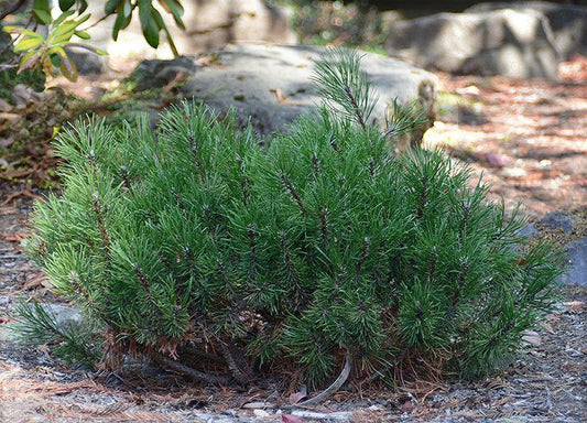 Pinus Mugo - View 5 from www redcrocus com