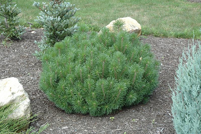 Pinus Mugo - View 6 from www redcrocus com