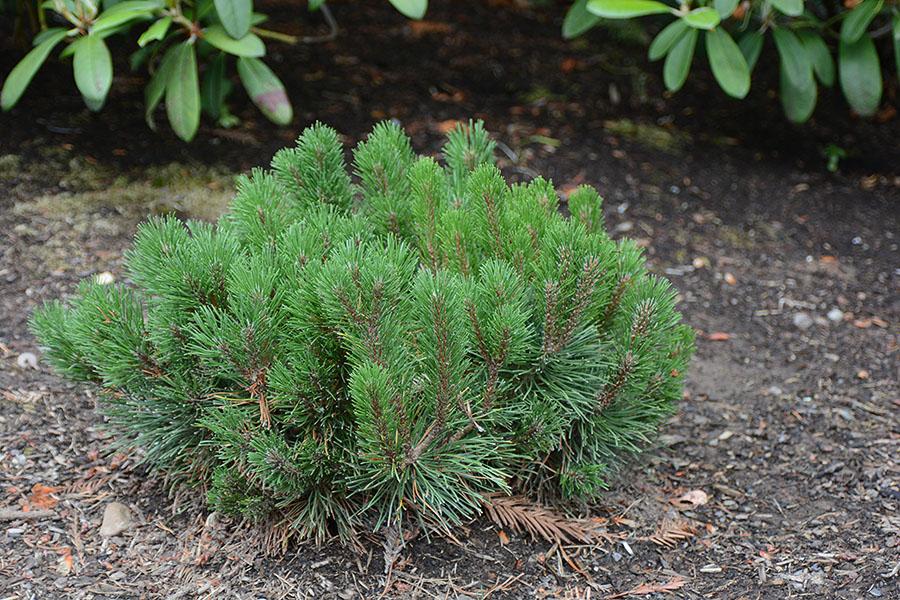 Pinus Mugo - View 7 from www redcrocus com