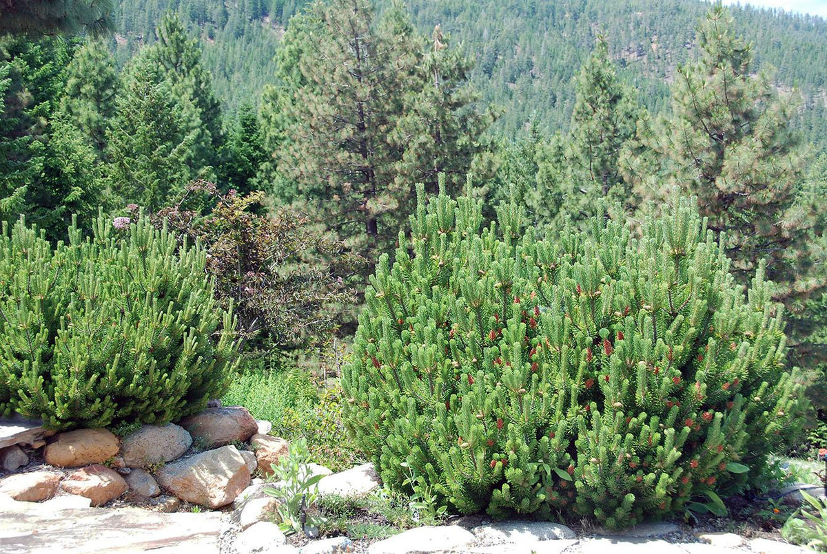 Pinus Mugo - View 8 from www redcrocus com