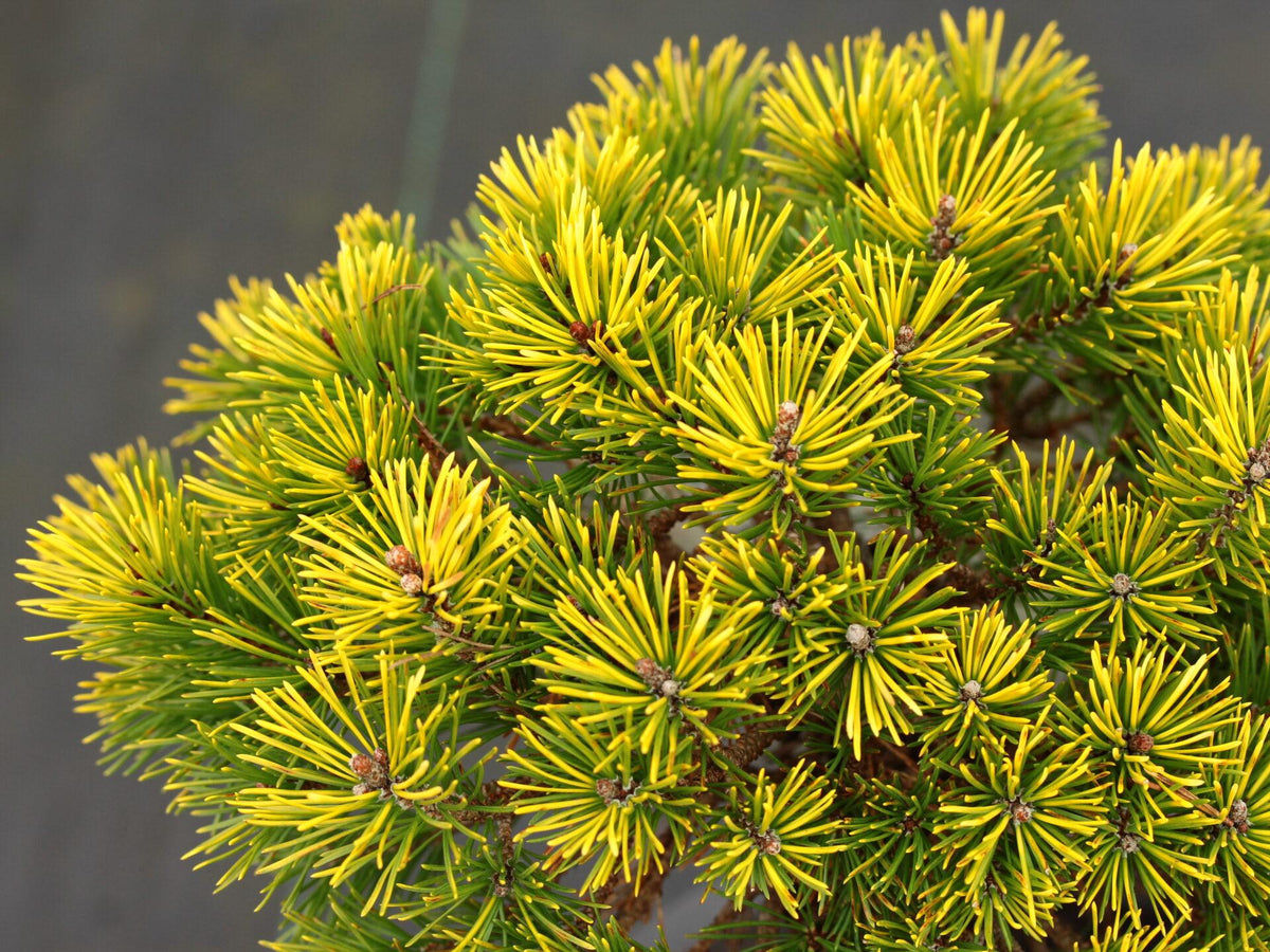 Pinus Mugo - View 9 from www redcrocus com