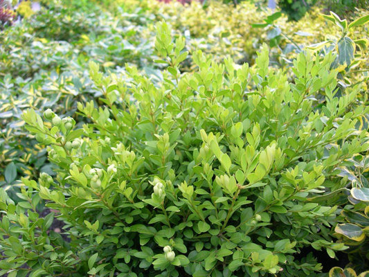 Buxus Microphylla Green Velvet - View 10 from www redcrocus com