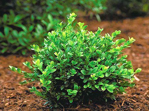 Green Velvet Littleleaf Boxwood Buxus microphylla Evergreen Hedge Shrub, Perfect for Borders & Topiary  2/2.5' w B&B