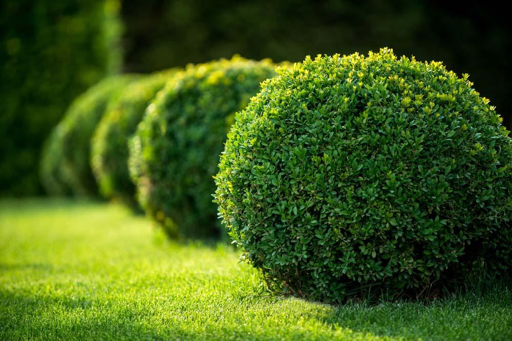 Green Velvet Littleleaf Boxwood Buxus microphylla Evergreen Hedge Shrub, Perfect for Borders & Topiary  2/2.5' w B&B