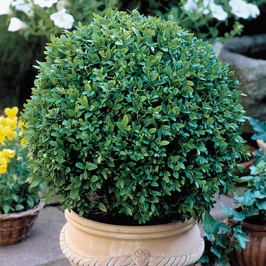 Buxus Microphylla Green Velvet - View 1 from www redcrocus com
