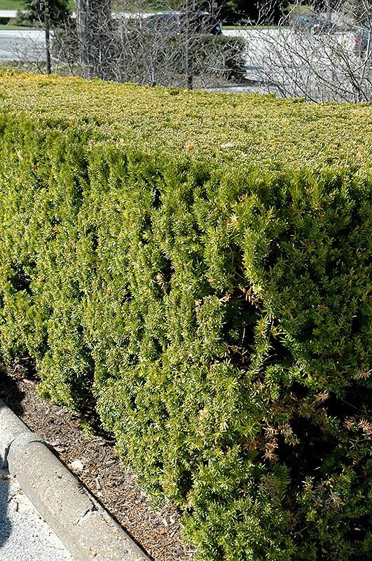 Taxus Media Vermeulen - View 1 from www redcrocus com