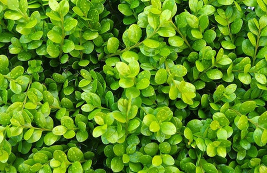 Buxus Microphylla 'green Gem' - View 11 from www redcrocus com