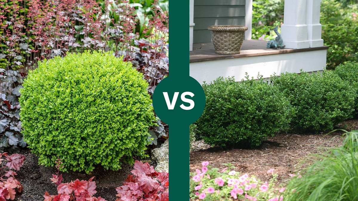 Buxus Microphylla 'green Gem' - View 30 from www redcrocus com