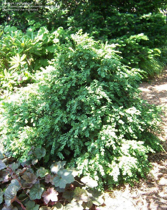 Buxus Microphylla Green Mountain - View 15 from www redcrocus com
