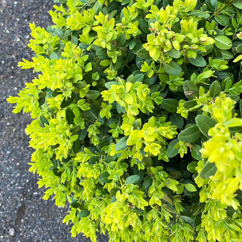 Green Mountain Littleleaf Boxwood Buxus microphylla - Dense Evergreen Shrub for Hedges, Topiary & Garden Accent, Pet-Friendly, Well-Drained Soil, Full Sun to Partial Shade  2/2.5' h B&B
