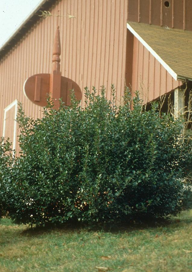 Ilex Meserveae 'china Girl' - View 10 from www redcrocus com