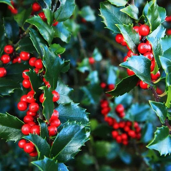 Ilex Meserveae 'china Girl' - View 14 from www redcrocus com