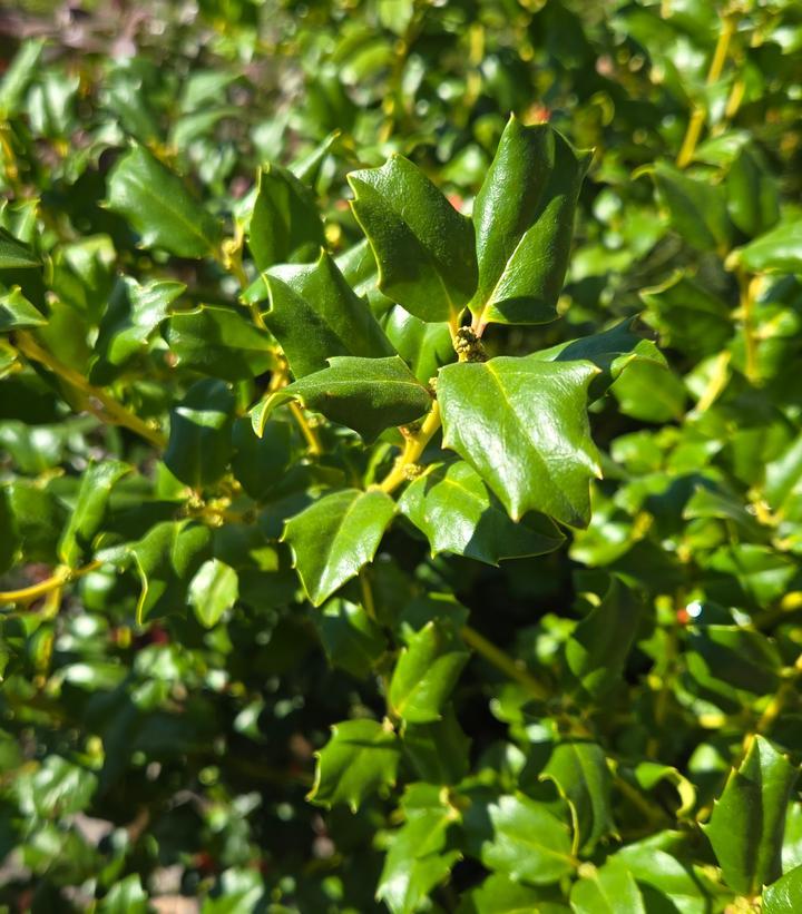 Ilex Meserveae 'china Girl' - View 15 from www redcrocus com