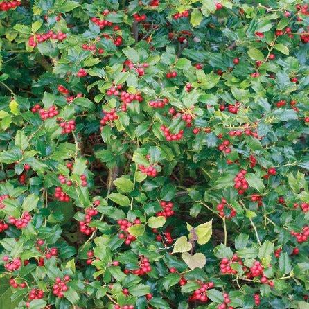 Ilex Meserveae 'china Girl' - View 19 from www redcrocus com