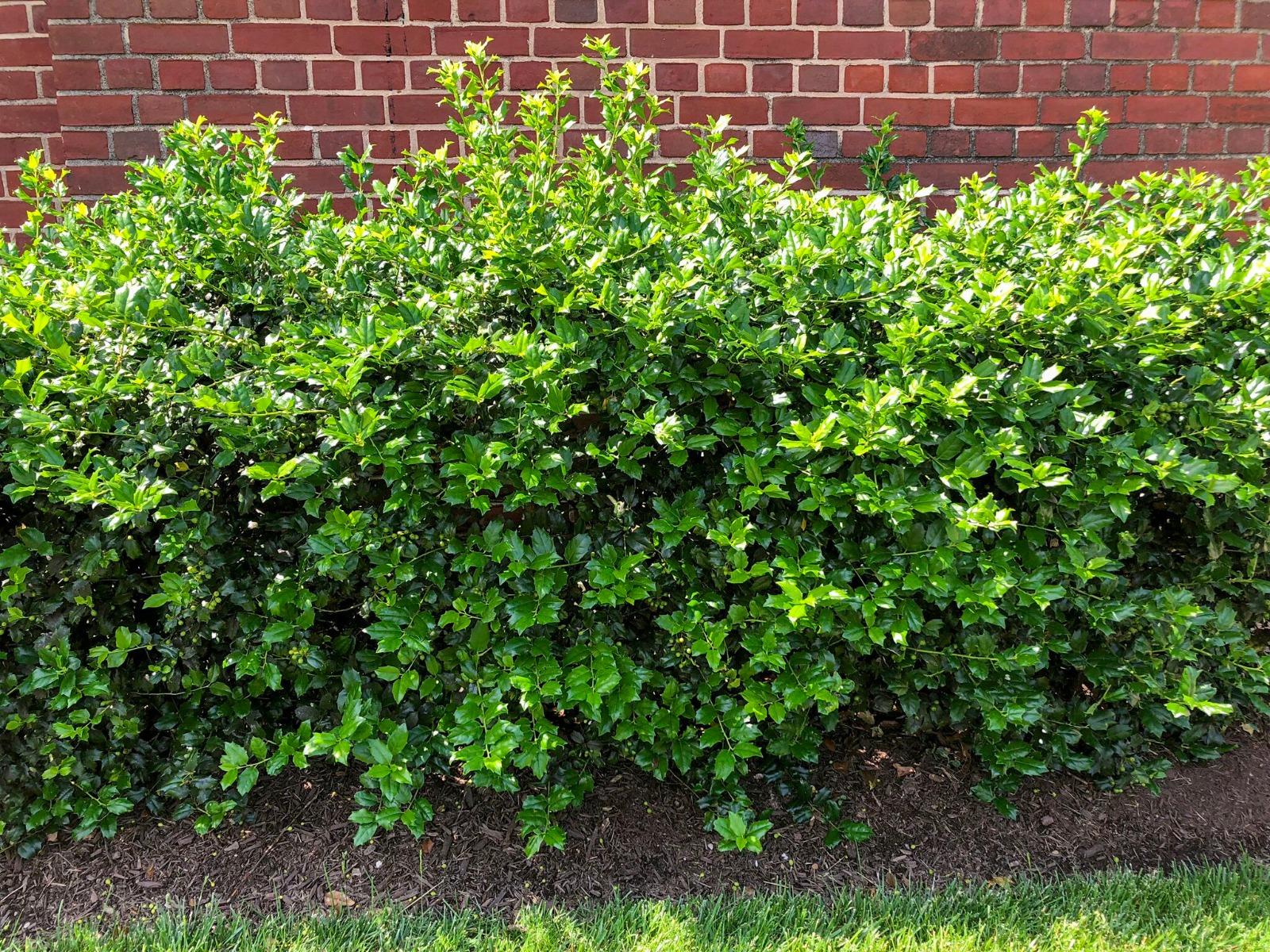 Ilex Meserveae 'china Girl' - View 20 from www redcrocus com