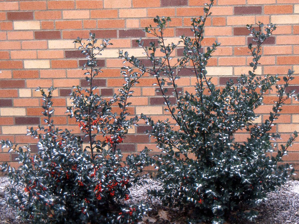 Ilex Meserveae 'china Girl' - View 28 from www redcrocus com