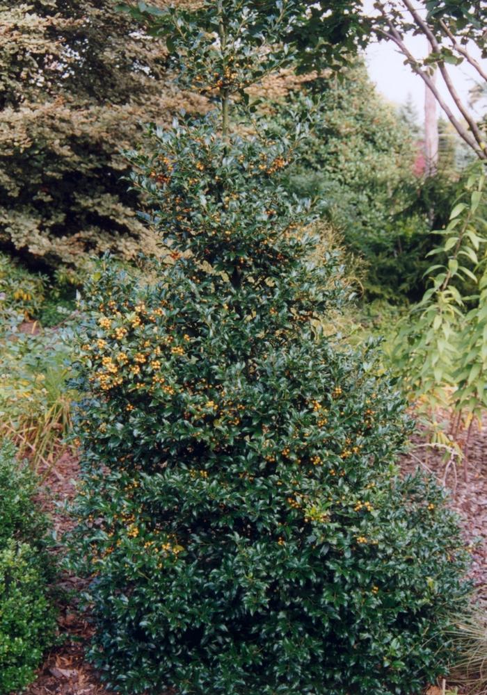Ilex Meserveae 'china Girl' - View 32 from www redcrocus com