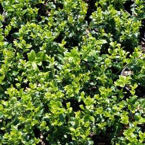 Ilex Meserveae 'china Girl' - View 34 from www redcrocus com