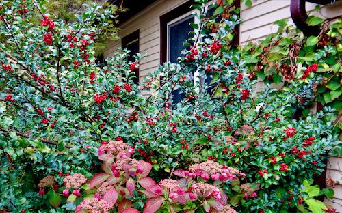 Ilex Meserveae 'china Girl' - View 35 from www redcrocus com