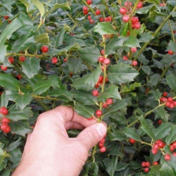Ilex Meserveae 'china Girl' - View 37 from www redcrocus com