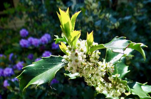 Ilex Meserveae 'china Girl' - View 6 from www redcrocus com