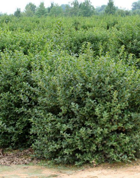 Ilex Meserveae 'china Girl' - View 8 from www redcrocus com