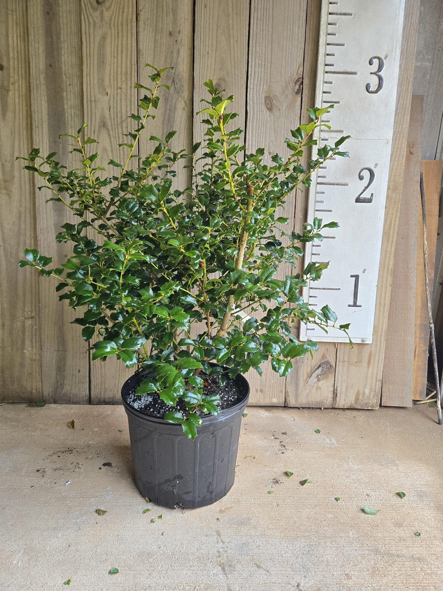 Ilex Meserveae 'china Girl' - View 9 from www redcrocus com