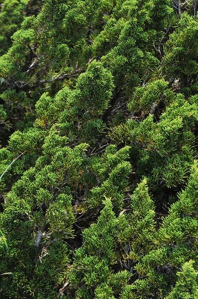 Juniperus Chinensis Sargentii - View 10 from www redcrocus com