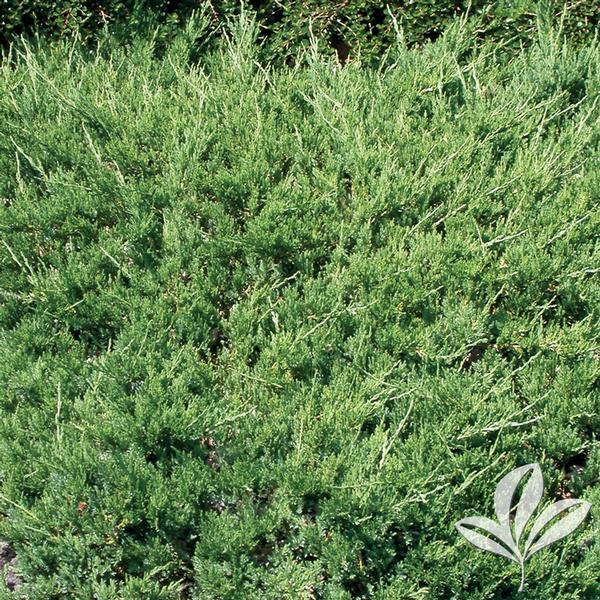 Juniperus Chinensis Sargentii - View 11 from www redcrocus com