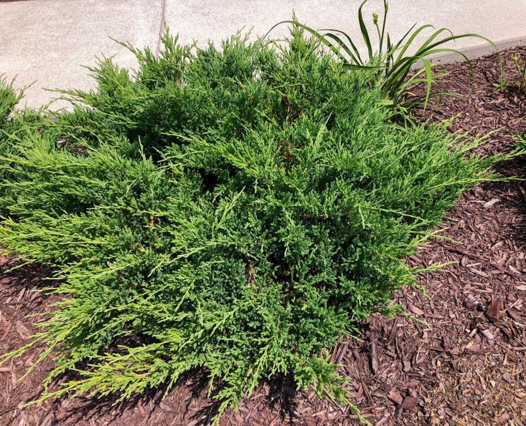 Juniperus Chinensis Sargentii - View 18 from www redcrocus com
