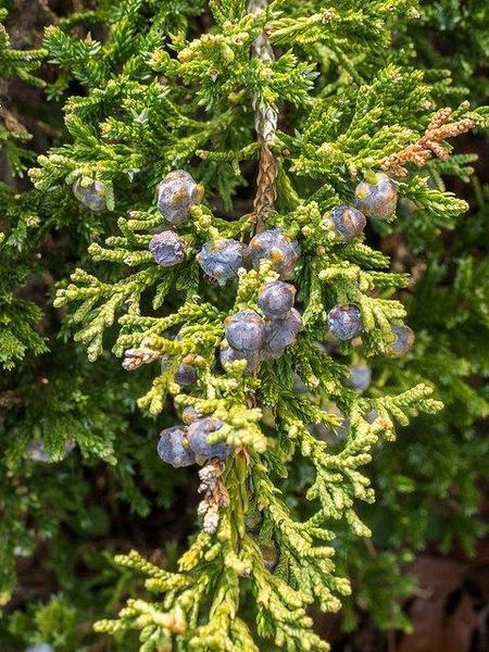 Juniperus Chinensis Sargentii - View 1 from www redcrocus com