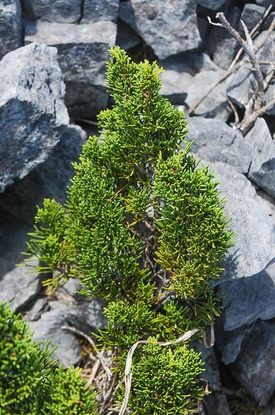 Juniperus Chinensis Sargentii - View 2 from www redcrocus com