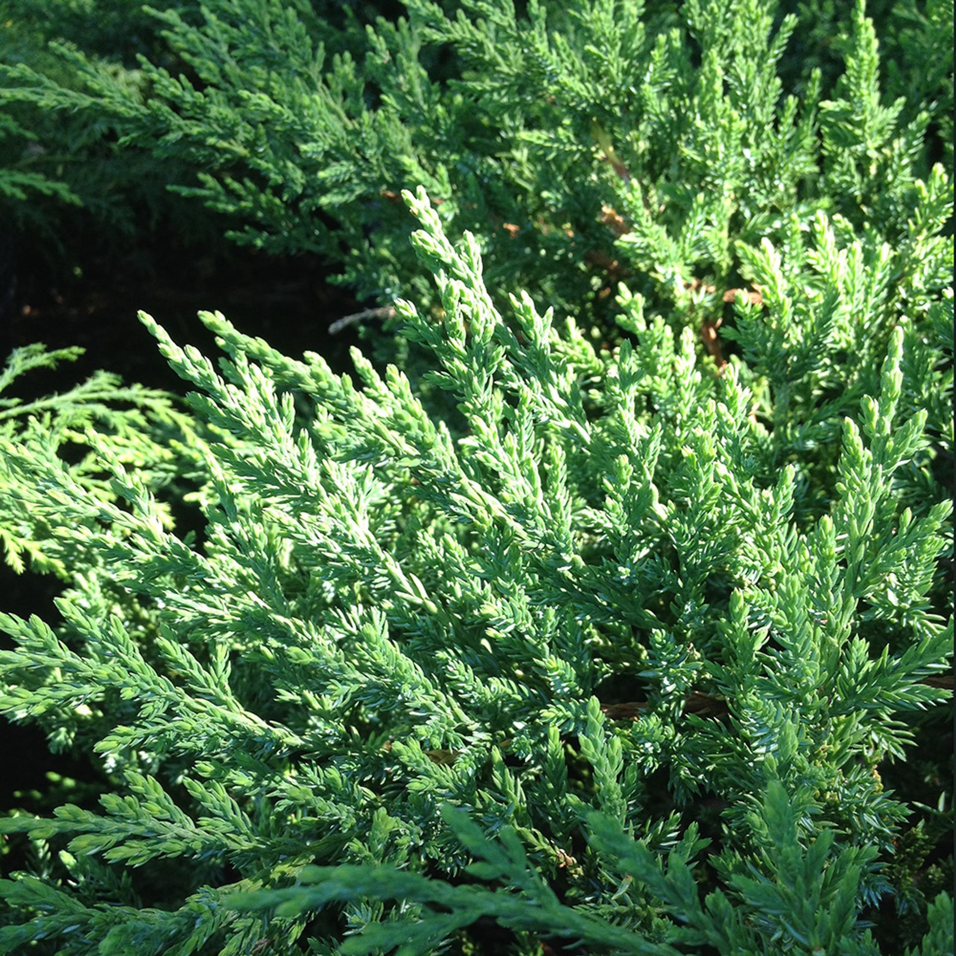 Juniperus Chinensis Sargentii - View 3 from www redcrocus com