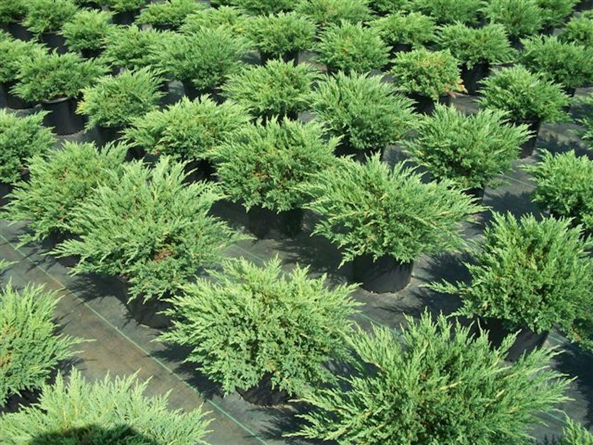 Juniperus Chinensis Sargentii - View 4 from www redcrocus com
