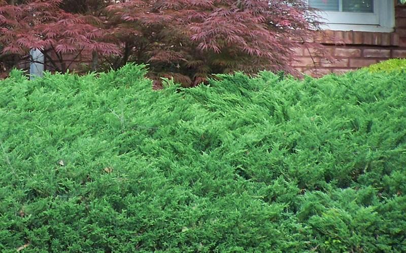 Juniperus Chinensis Sargentii - View 5 from www redcrocus com