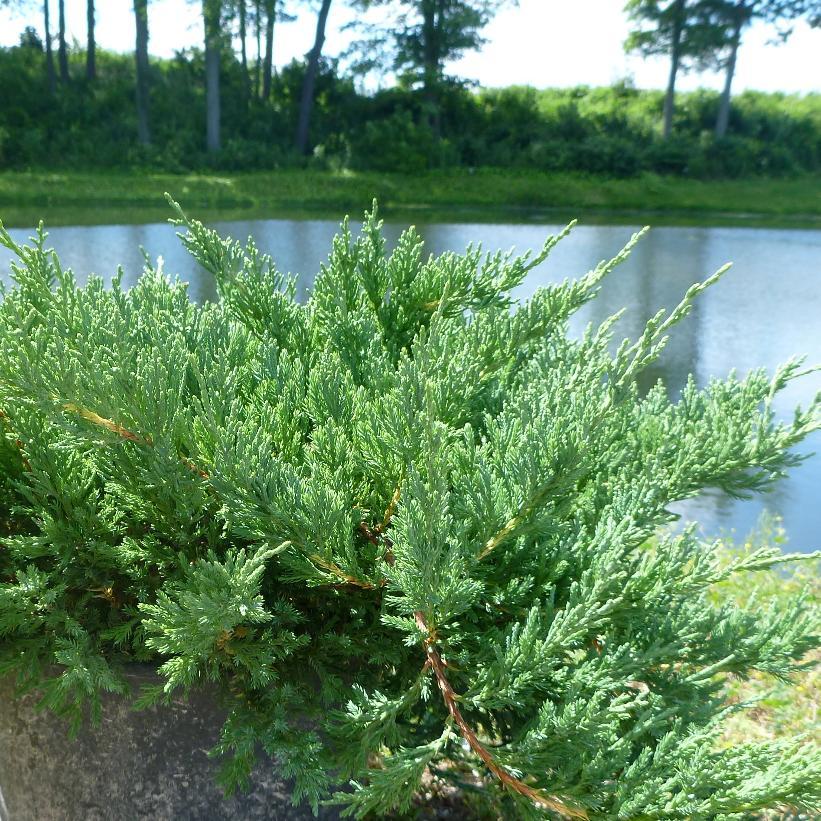 Juniperus Chinensis Sargentii - View 9 from www redcrocus com