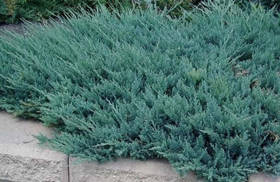 Juniperus Horizontalis 'blue Chip' - View 10 from www redcrocus com