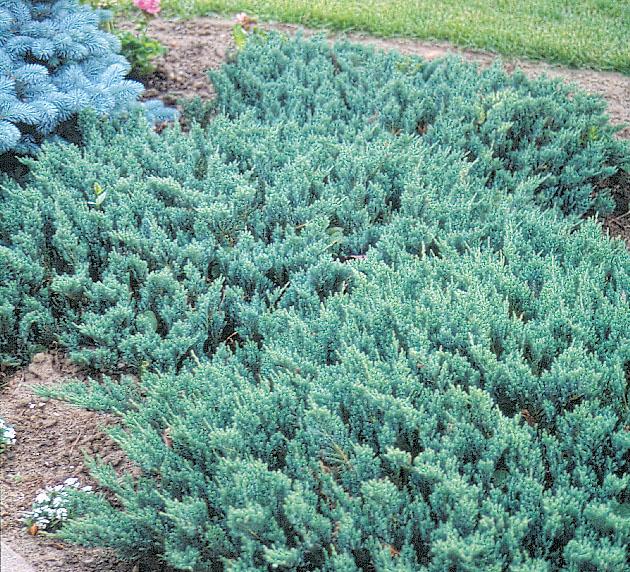 Juniperus Horizontalis 'blue Chip' - View 11 from www redcrocus com