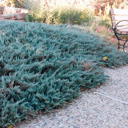 Juniperus Horizontalis 'blue Chip' - View 12 from www redcrocus com