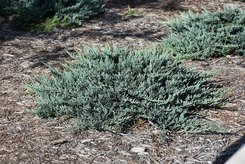 Juniperus Horizontalis 'blue Chip' - View 13 from www redcrocus com