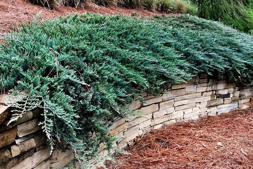 Juniperus Horizontalis 'blue Chip' - View 14 from www redcrocus com